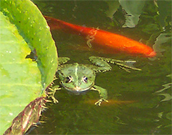 frosch.jpg